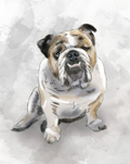 Pets - Bulldog Inglés