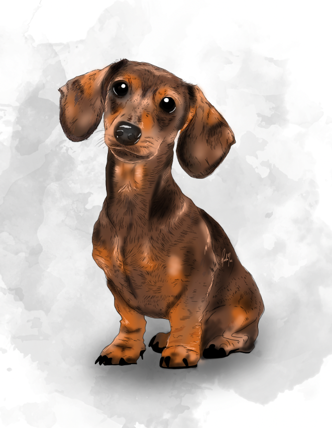 Pets - Dachshund Salchicha