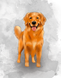 Pets - Golden Retriever