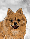 Pets - Pomerania