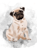 Pets - Pug