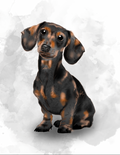 Pets - Dachshund Salchicha Negro